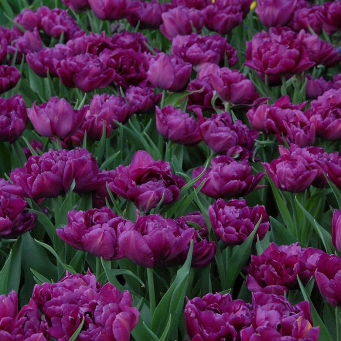 Тюльпаны Showcase (10шт. в уп.)