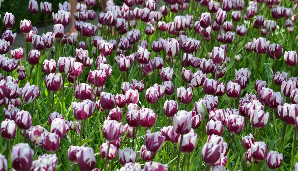 Тюльпаны Rems Favourite (10шт. в уп.)