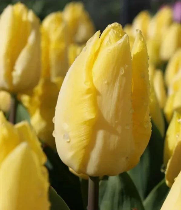 Тюльпаны Sunny Prince (10шт. в уп.)