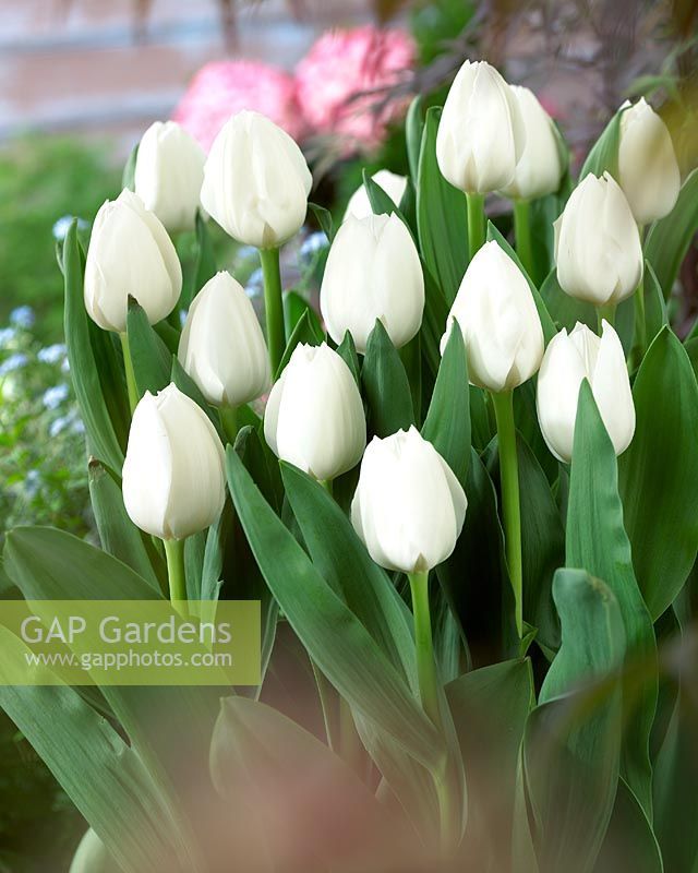 Тюльпаны Royal Virgin (10шт. в уп.)