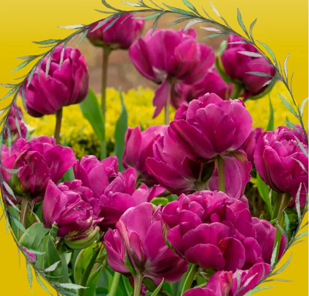 Тюльпаны Negrita Double (10шт. в уп.)