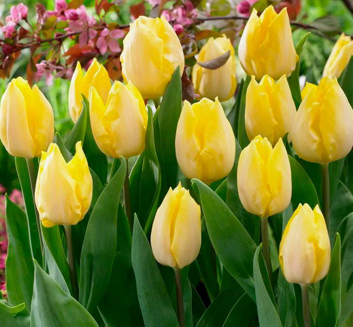 Тюльпаны Sunny Prince (10шт. в уп.)