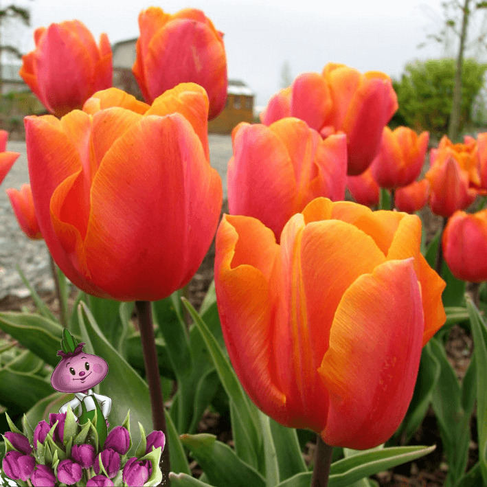 Тюльпаны Jimmy (10шт. в уп.)