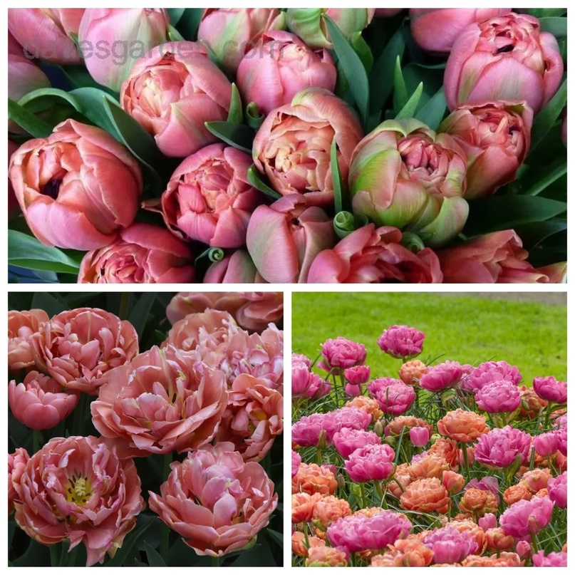 Тюльпаны Copper Image (10шт. в уп.)