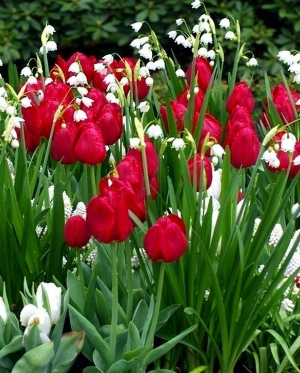 Тюльпаны Seadov (10шт. в уп.)