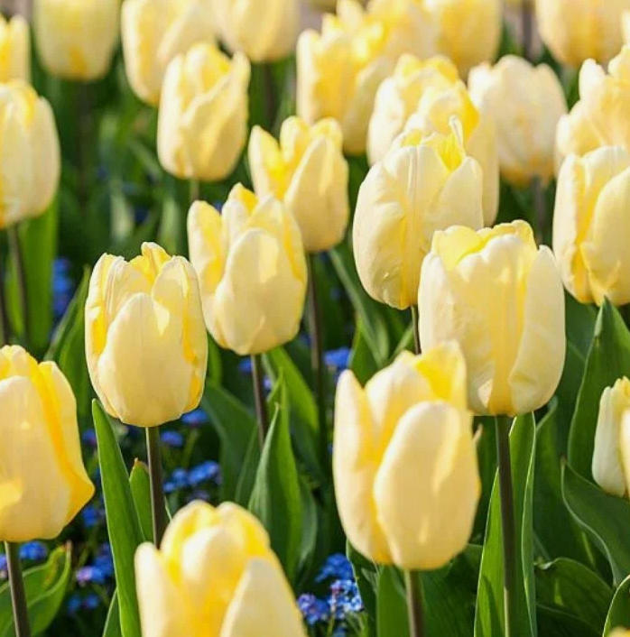 Тюльпаны Sunny Prince (10шт. в уп.)