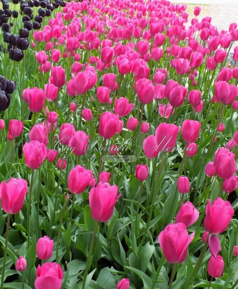 Тюльпаны Don Quichotte (10шт. в уп.)