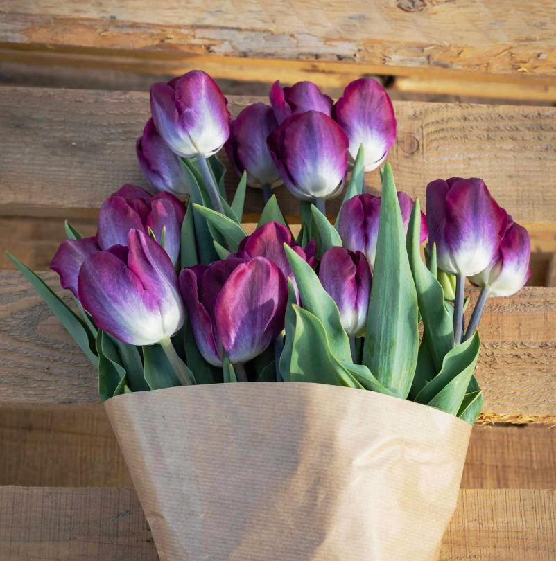 Тюльпаны Kansas Proud (10шт. в уп.)