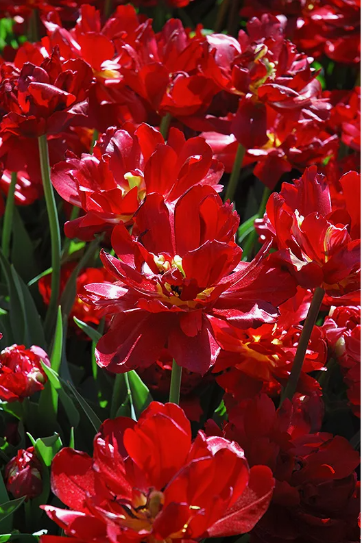 Тюльпаны Uncle Tom (10шт. в уп.)