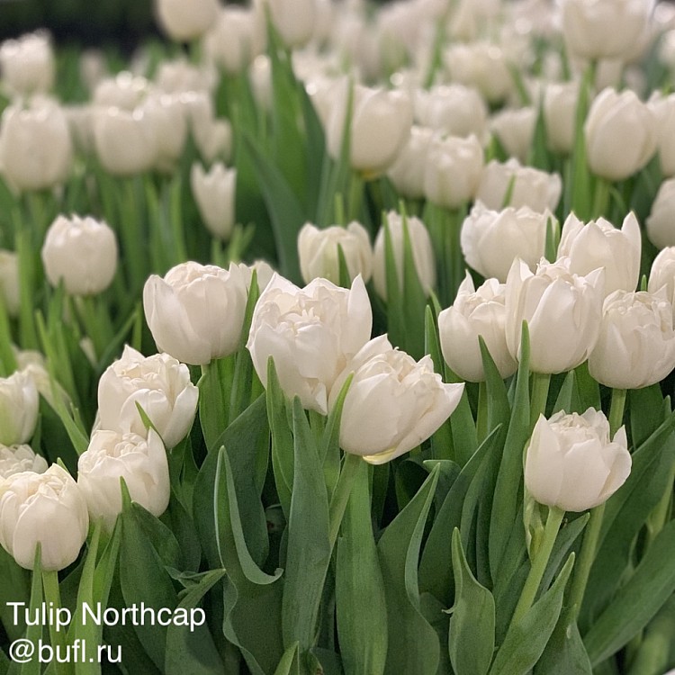 Тюльпаны Northcap (10шт. в уп.)