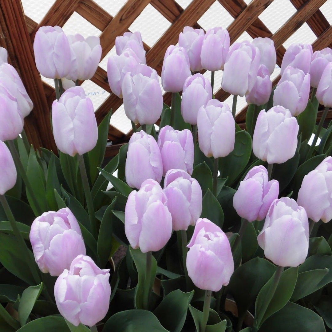 Тюльпаны Candy Prince (10шт. в уп.)