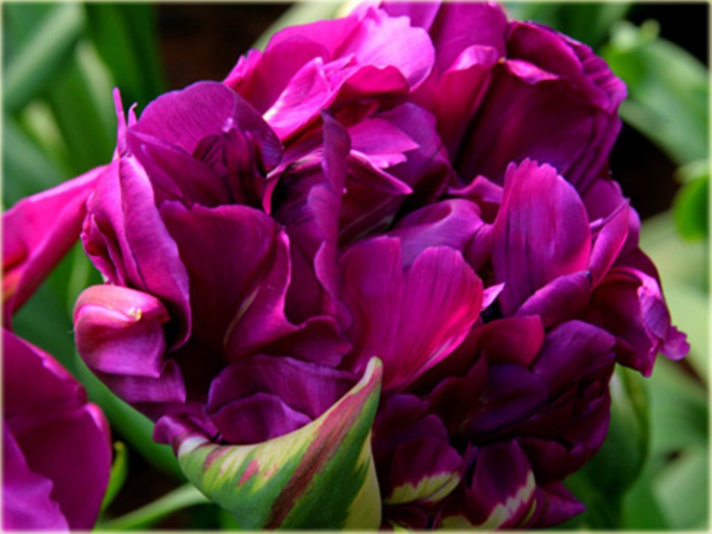 Тюльпаны Negrita Double (10шт. в уп.)