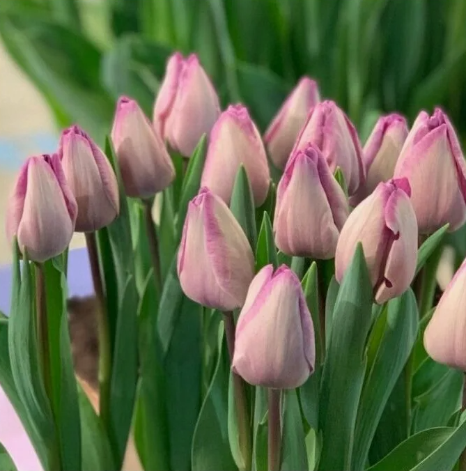 Тюльпаны Jacuzzi (10шт. в уп.)