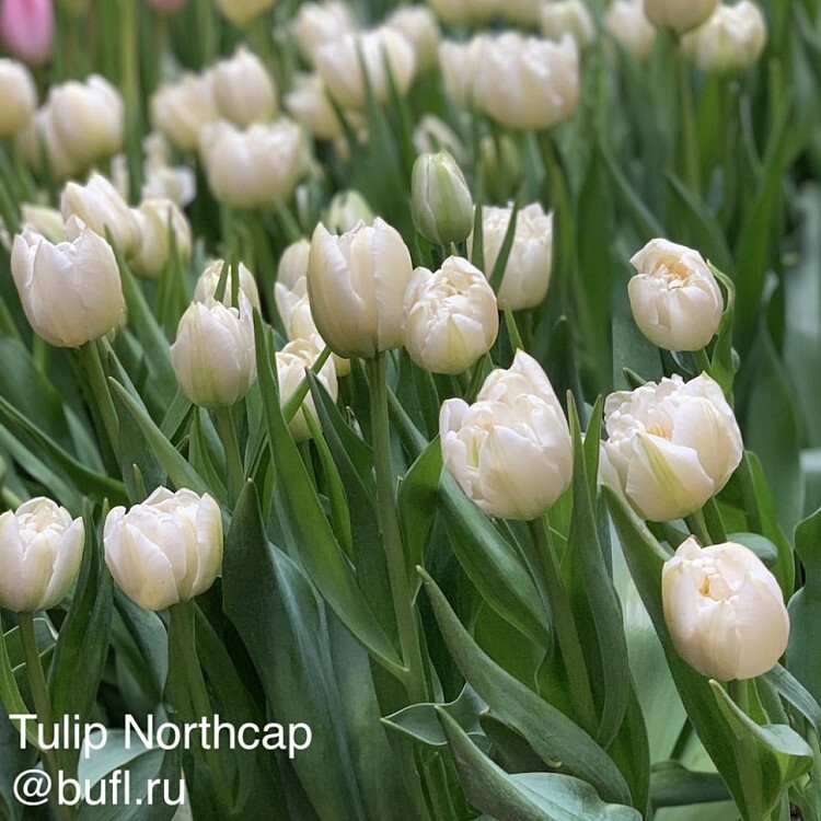 Тюльпаны Northcap (10шт. в уп.)