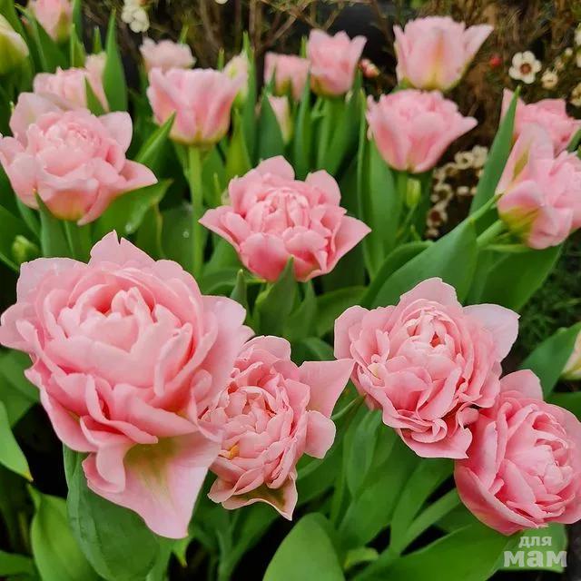 Тюльпаны Dreamer (10шт. в уп.)