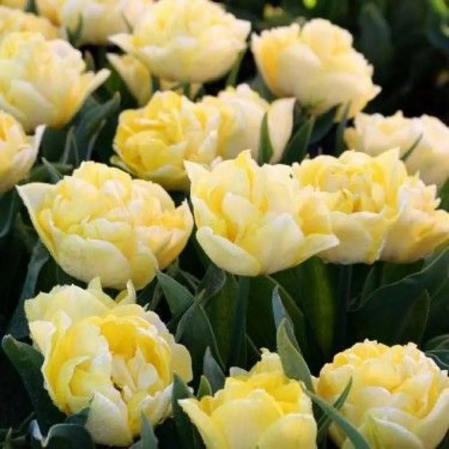 Тюльпаны Avant Garde (10шт. в уп.)