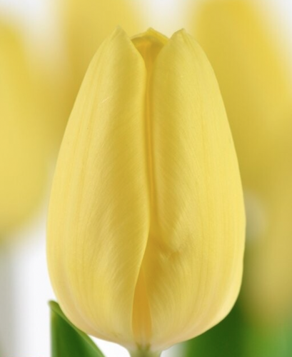 Тюльпаны Crème Fraîche (10шт. в уп.)