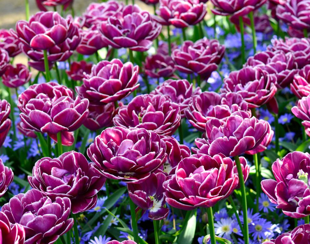 Тюльпаны Dream Touch (10шт. в уп.)