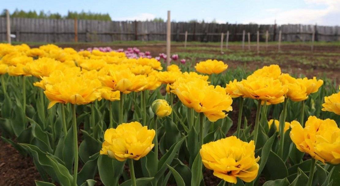 Тюльпаны Yellow Pomponette (10шт. в уп.)