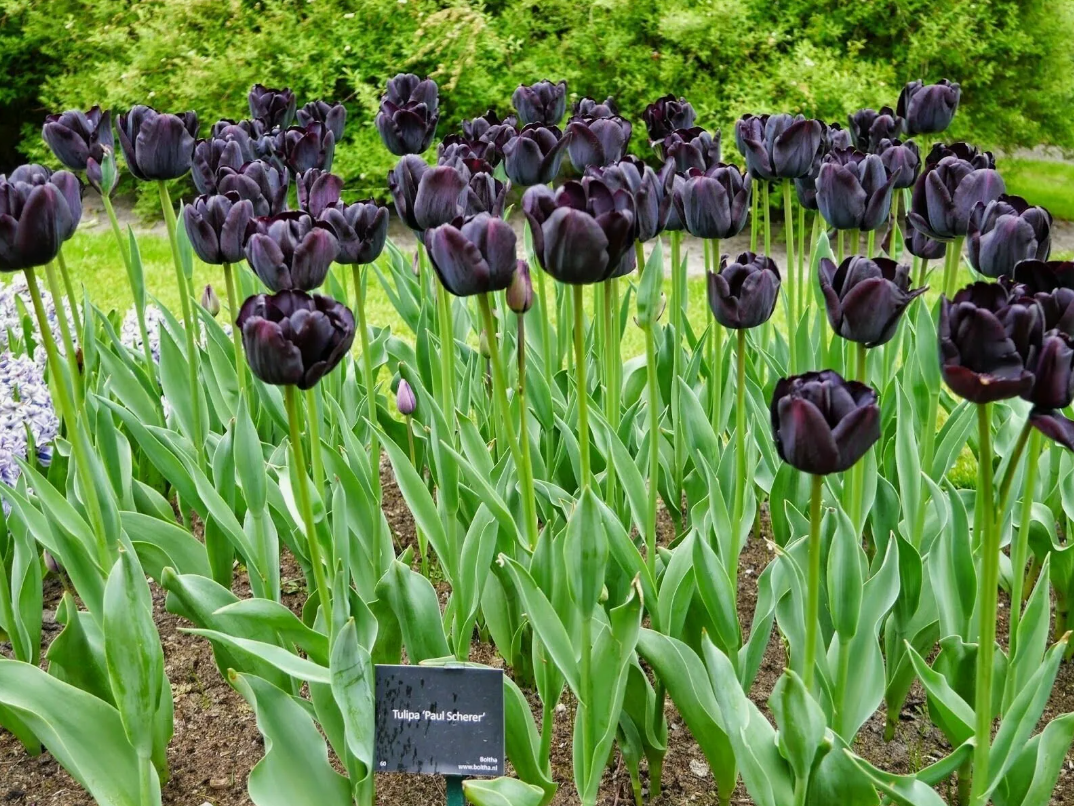 Тюльпаны Paul Scherer (10шт. в уп.)