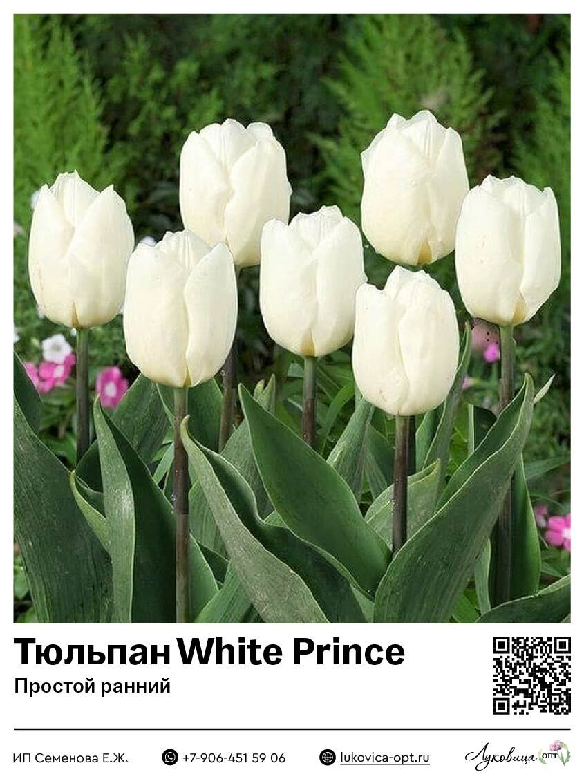 Тюльпаны White Prince (10шт. в уп.)