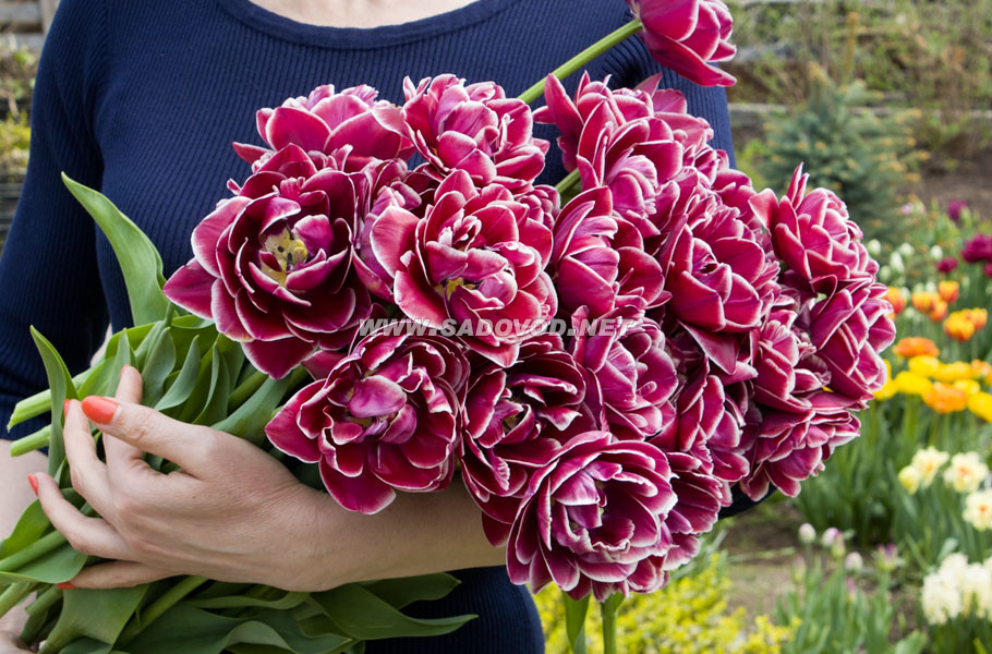 Тюльпаны Dream Touch (10шт. в уп.)