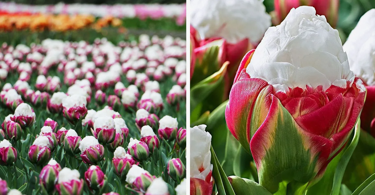 Тюльпаны Ice Cream (10шт. в уп.)