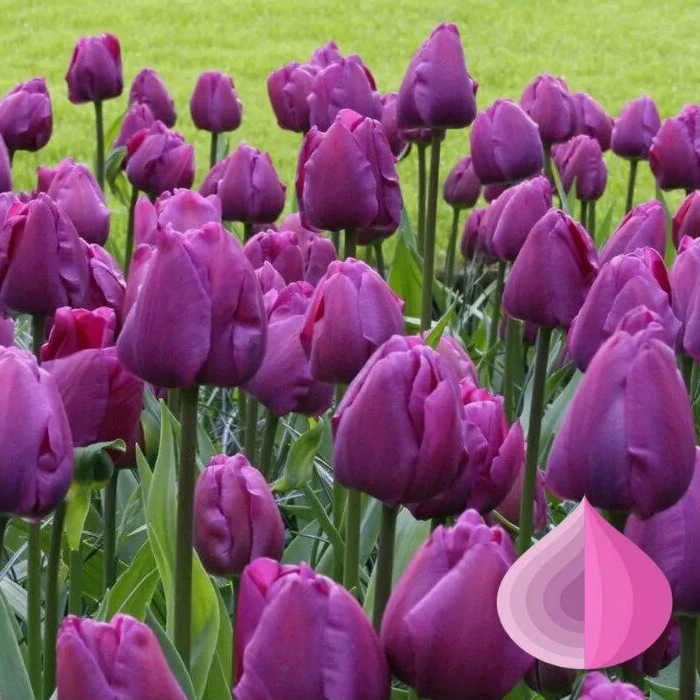 Тюльпаны Negrita (10шт. в уп.)