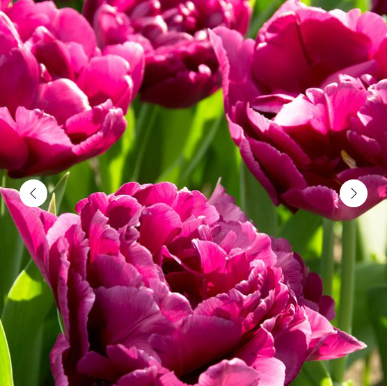 Тюльпаны Showcase (10шт. в уп.)