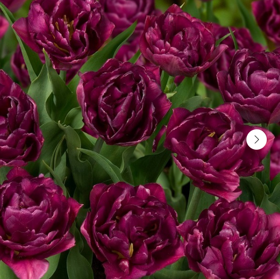 Тюльпаны Showcase (10шт. в уп.)