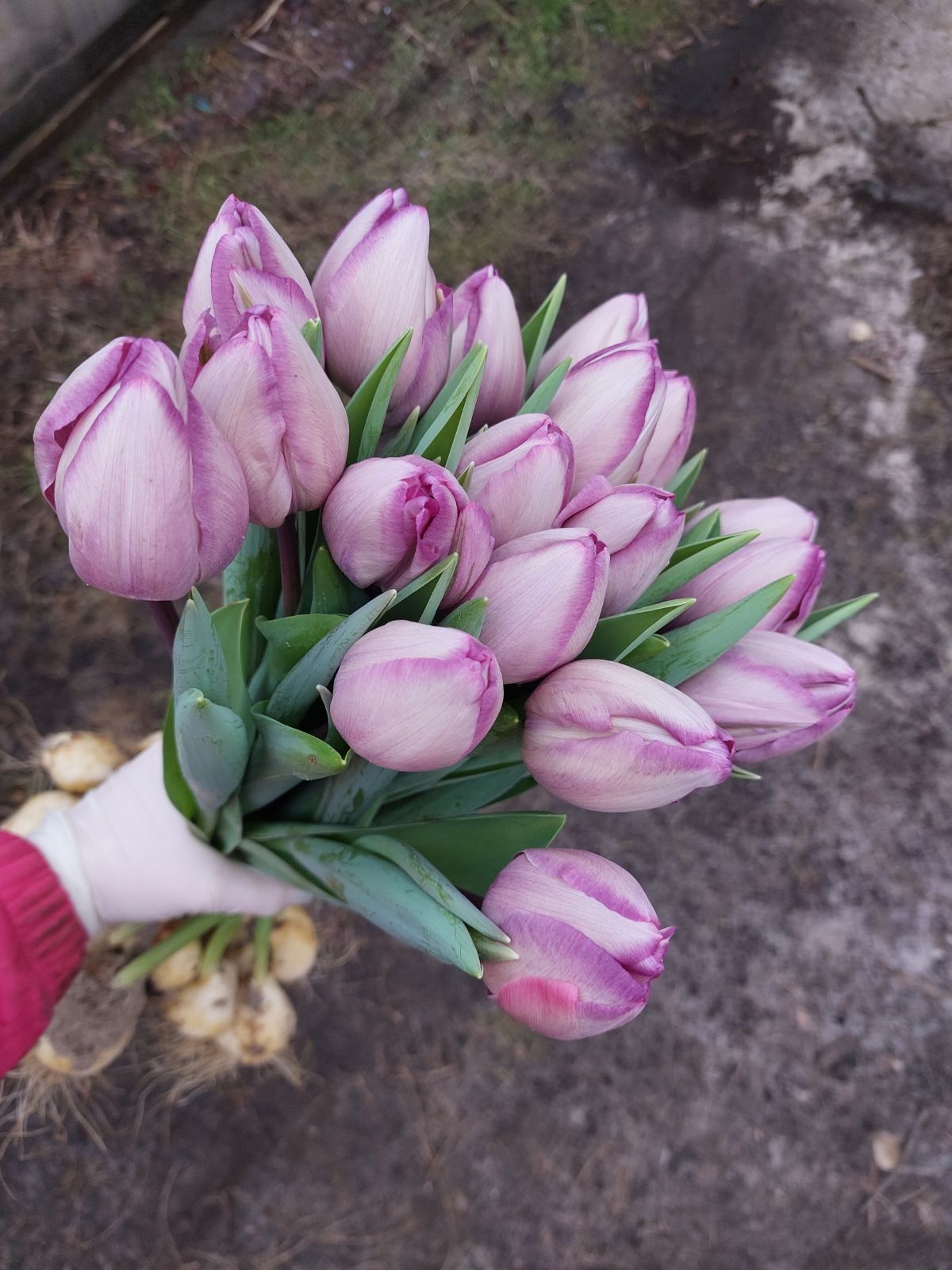 Тюльпаны Jacuzzi (10шт. в уп.)