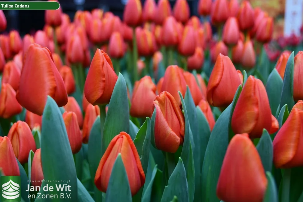 Тюльпаны Cadans (10шт. в уп.)