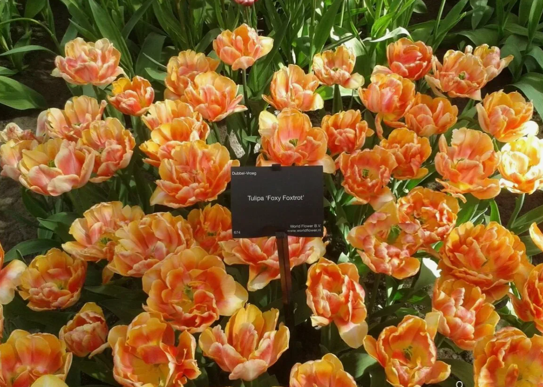 Тюльпаны Foxy Foxtrot (10шт. в уп.)