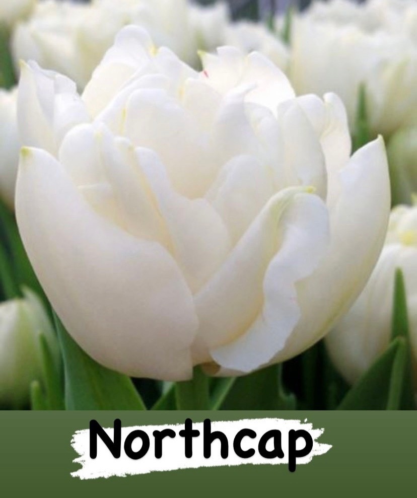 Тюльпаны Northcap (10шт. в уп.)