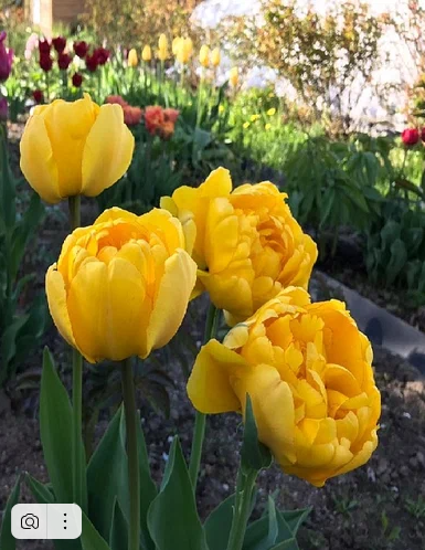 Тюльпаны Yellow Pomponette (10шт. в уп.)