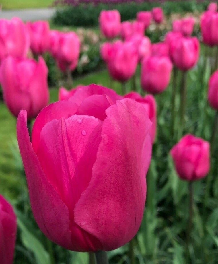 Тюльпаны Don Quichotte (10шт. в уп.)