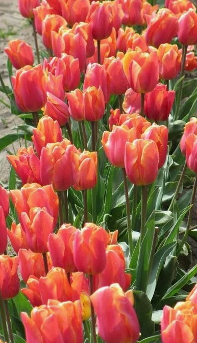 Тюльпаны Jimmy (10шт. в уп.)