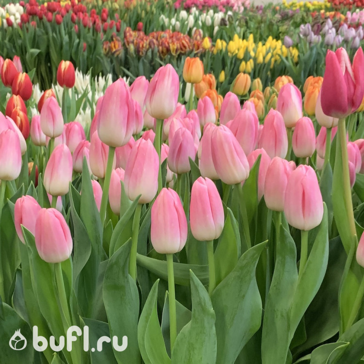 Тюльпаны Dynasty (10шт. в уп.)
