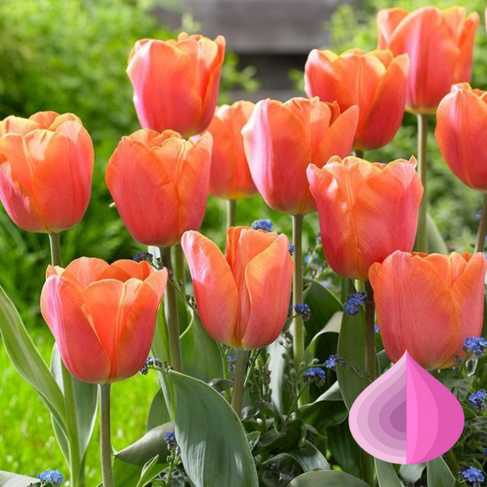 Тюльпаны Jimmy (10шт. в уп.)