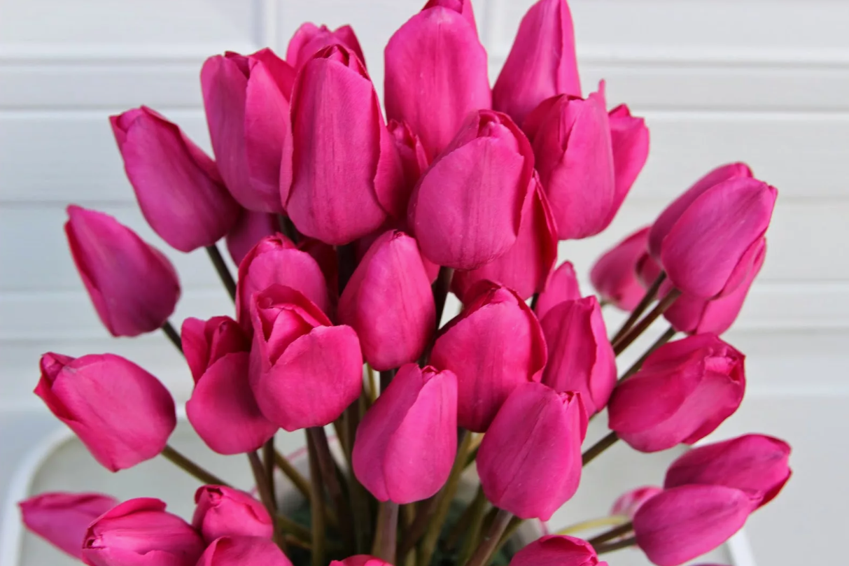 Тюльпаны Don Quichotte (10шт. в уп.)