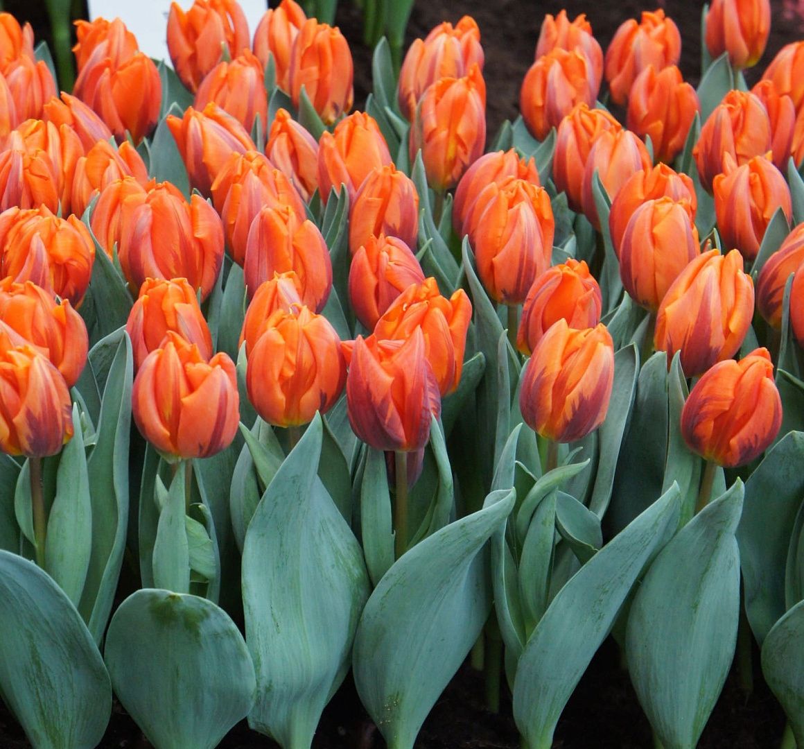 Тюльпаны Hermitage (10шт. в уп.)