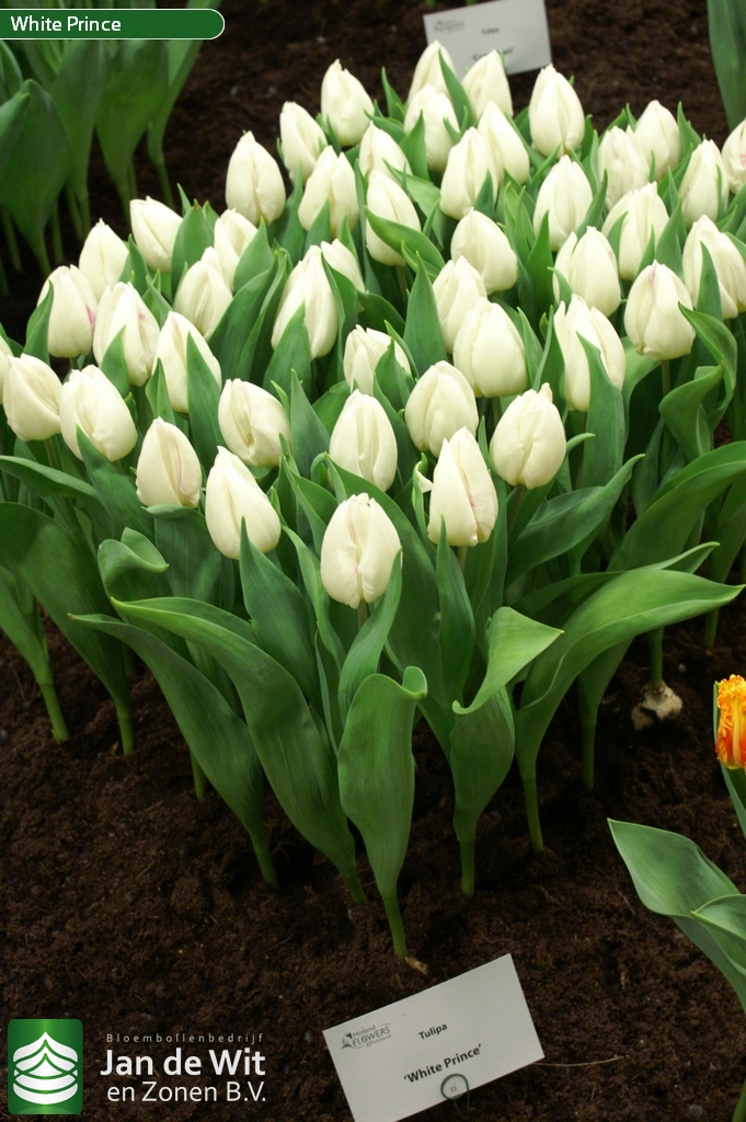 Тюльпаны White Prince (10шт. в уп.)