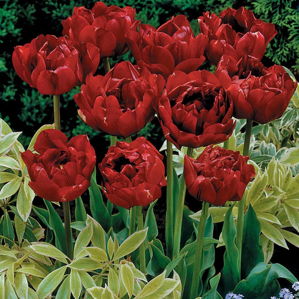 Тюльпаны Uncle Tom (10шт. в уп.)