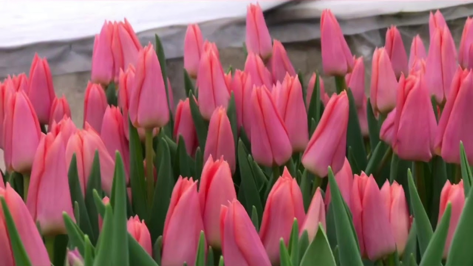 Тюльпаны Neper (10шт. в уп.)