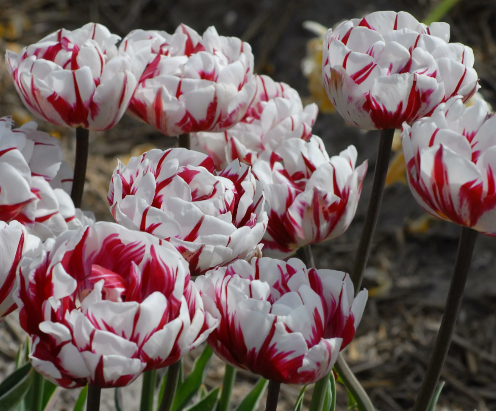 Тюльпаны Carnaval de Nice (10шт. в уп.)