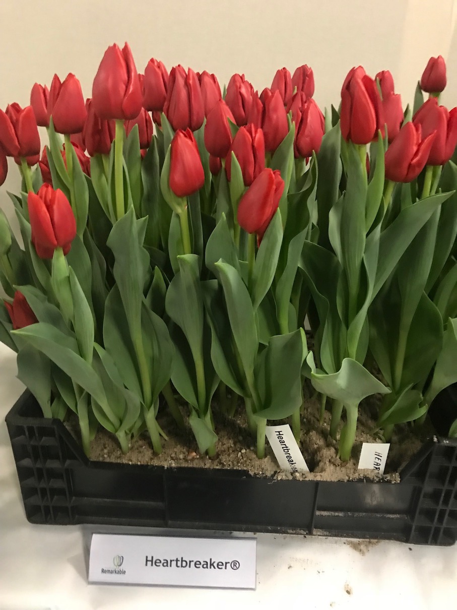 Тюльпаны Heartbreaker (10шт. в уп.)
