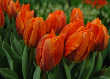 Тюльпаны Hermitage (10шт. в уп.)