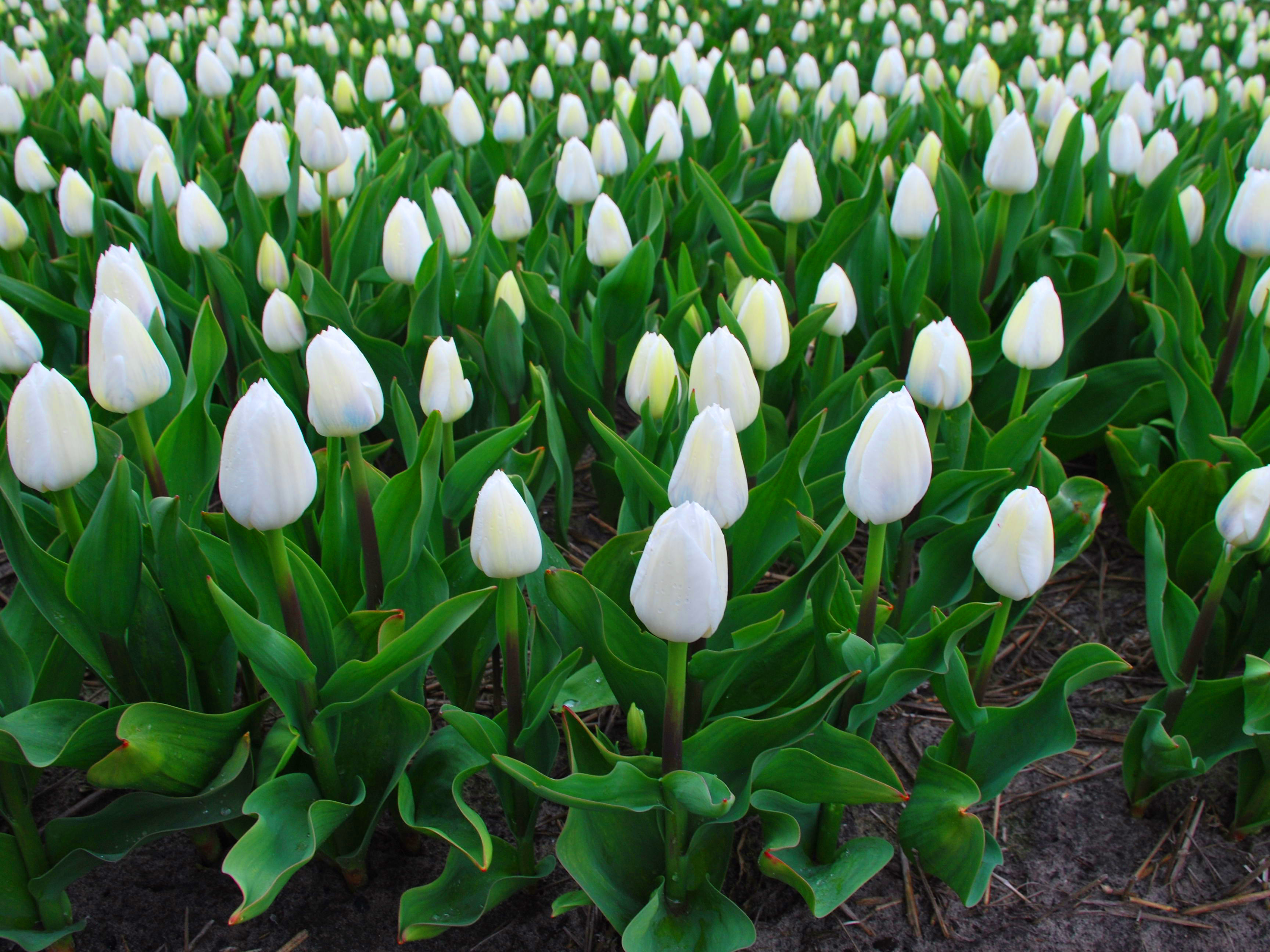 Тюльпаны Royal Virgin (10шт. в уп.)