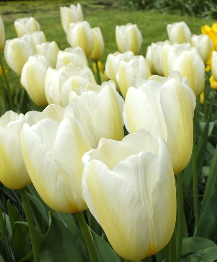 Тюльпаны Francoise (10шт. в уп.)