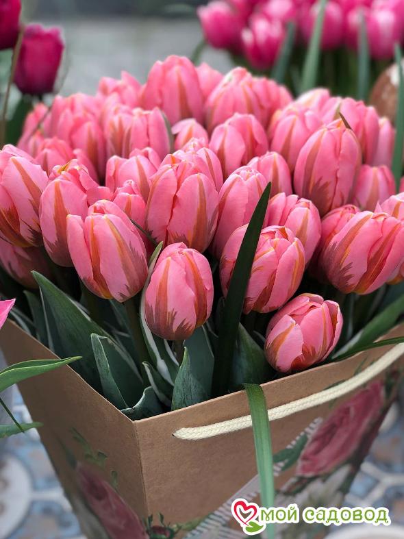 Тюльпаны Pretty Princess (10шт. в уп.)